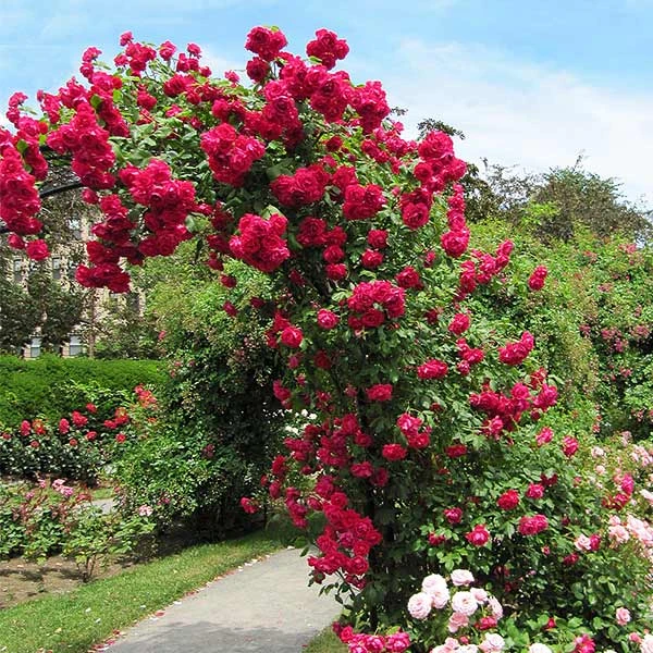 Blaze Improved Climbing Rose 1 Blaze Improved Climbing Rose