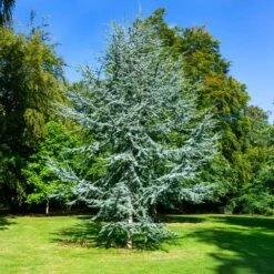 Blue Atlas Cedar Tree -GreenNest Store Blue Atlas Cedar 2