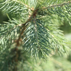 Blue Wonder Spruce Tree 7 Blue Wonder Spruce Tree -GreenNest Store Blue Wonder Spruce 3 FGT