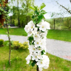 Blushing Delight™ Columnar Apple Tree -GreenNest Store Blushing Delight Columnar Apple 3