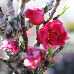 Bonanza Patio Peach Tree 6 Bonanza Patio Peach Tree -GreenNest Store Bonanza Peach tree 4 FGT