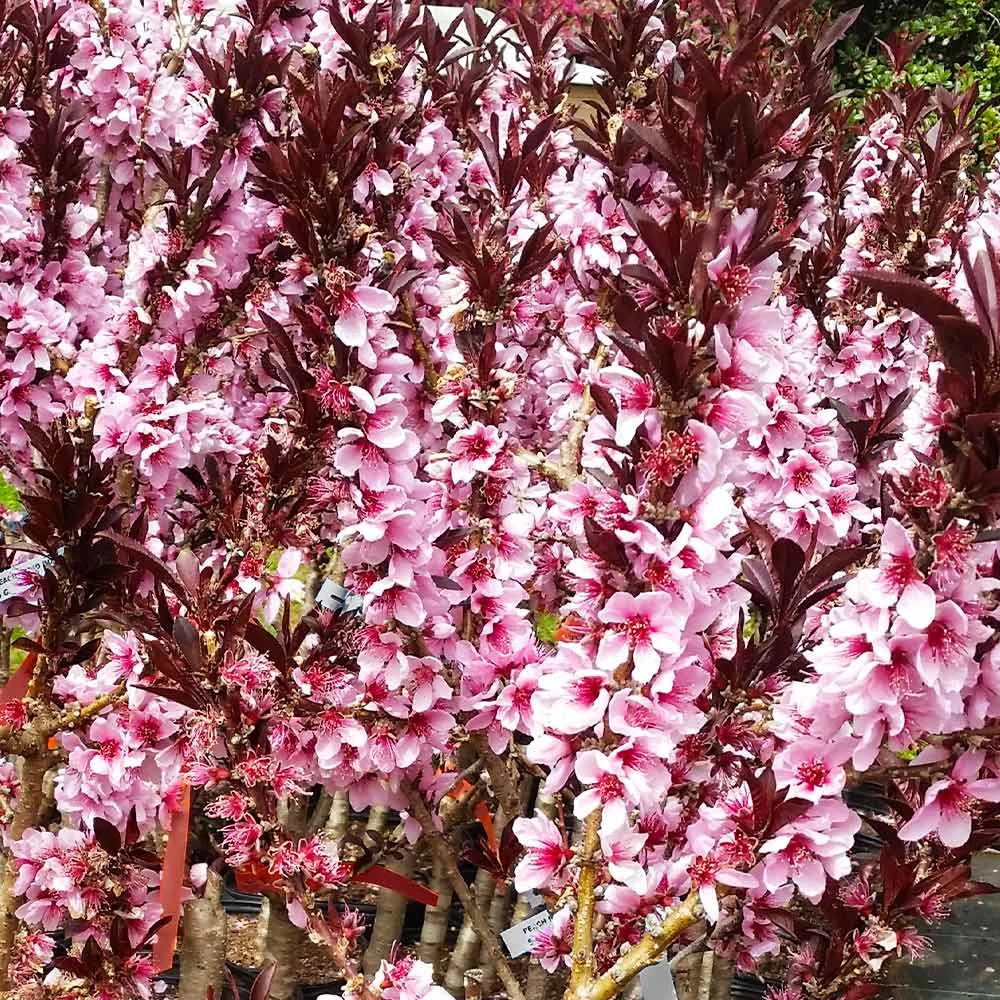 Bonfire Patio Peach Tree 4 Bonfire Patio Peach Tree - Image 4