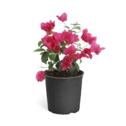 Barbara Karst Bougainvillea 19 Barbara Karst Bougainvillea -GreenNest Store Bougainvillea Barbera Karst 6inch 68480f0d df5e 4cb0 b8d1 912b64b1b5ce