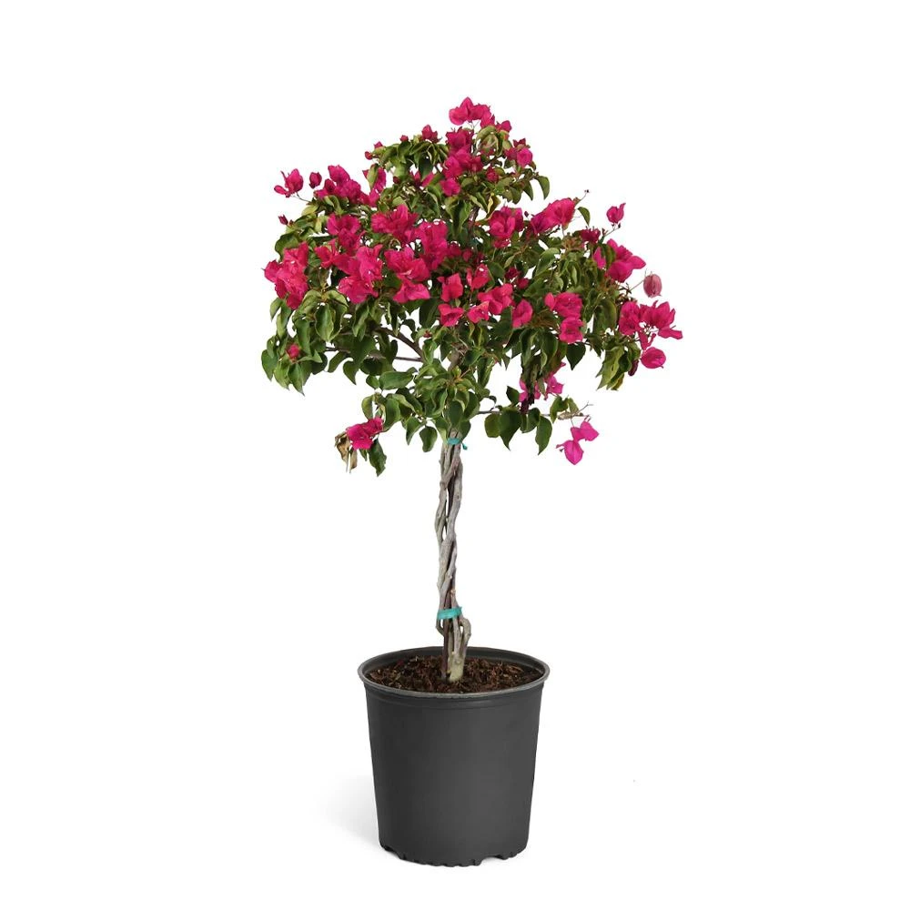 Barbara Karst Bougainvillea 11 Barbara Karst Bougainvillea - Image 11