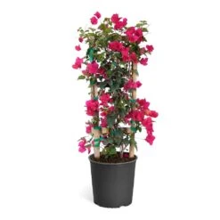 Barbara Karst Bougainvillea 20 Barbara Karst Bougainvillea -GreenNest Store Bougainvillea Barbera Karst Trellis c50b3fdc 836a 4431 b642 46324d3f2616