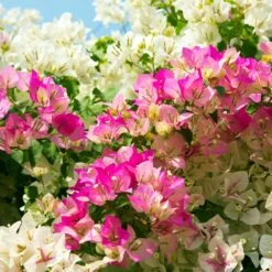 Bi-Color Bougainvillea Tree 5 Bi-Color Bougainvillea Tree -GreenNest Store Bougainvillea Braided 1