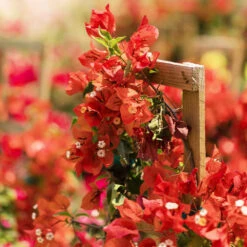 Sundown Orange Bougainvillea 11 Sundown Orange Bougainvillea -GreenNest Store Bougainvillea Sundown 2 FGT