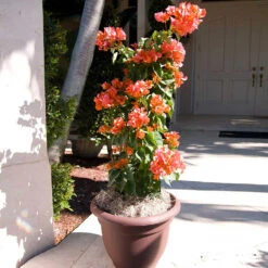 Sundown Orange Bougainvillea 10 Sundown Orange Bougainvillea -GreenNest Store Bougainvillea Sundown 4