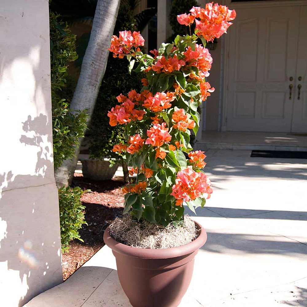 Sundown Orange Bougainvillea 3 Sundown Orange Bougainvillea - Image 3