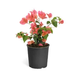 Sundown Orange Bougainvillea 15 Sundown Orange Bougainvillea -GreenNest Store Bougainvillea Sundown 6qt