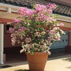 Thai Delight Bougainvillea -GreenNest Store Bougainvillea Thai 3