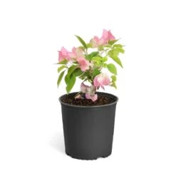 Thai Delight Bougainvillea -GreenNest Store Bougainvillea Thai 6inch 2b64339f 3e7d 4698 81c3 7b79fad40cd5