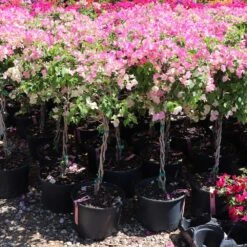 Thai Delight Bougainvillea -GreenNest Store Bougainvillea Thai 7