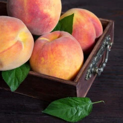 Bounty Peach Tree -GreenNest Store Bounty Peach 3