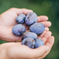 Brooks Plum Tree 8 Brooks Plum Tree -GreenNest Store Brooks Plum 3