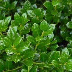 Dwarf Burford Holly Shrub -GreenNest Store Burford Holly FGT