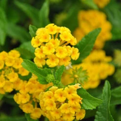 Chapel Hill Yellow Lantana -GreenNest Store CHapel Hill gold lantana 1