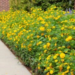 New Gold Lantana -GreenNest Store CHapel Hill gold lantana 4