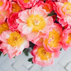 Coral Charm Peony -GreenNest Store COral Charm Peony 6 FGT