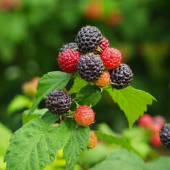 Cumberland Black Raspberry - USDA Organic -GreenNest Store CUmberland Black RAspberry 1 FGT e255f3ce a3d5 41e6 b284 ffd98b9d3b34