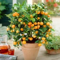 Calamondin Bush 7 Calamondin Bush -GreenNest Store Calamondin Bush 1