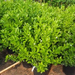 Calamondin Bush 9 Calamondin Bush -GreenNest Store Calamondin Bush 7