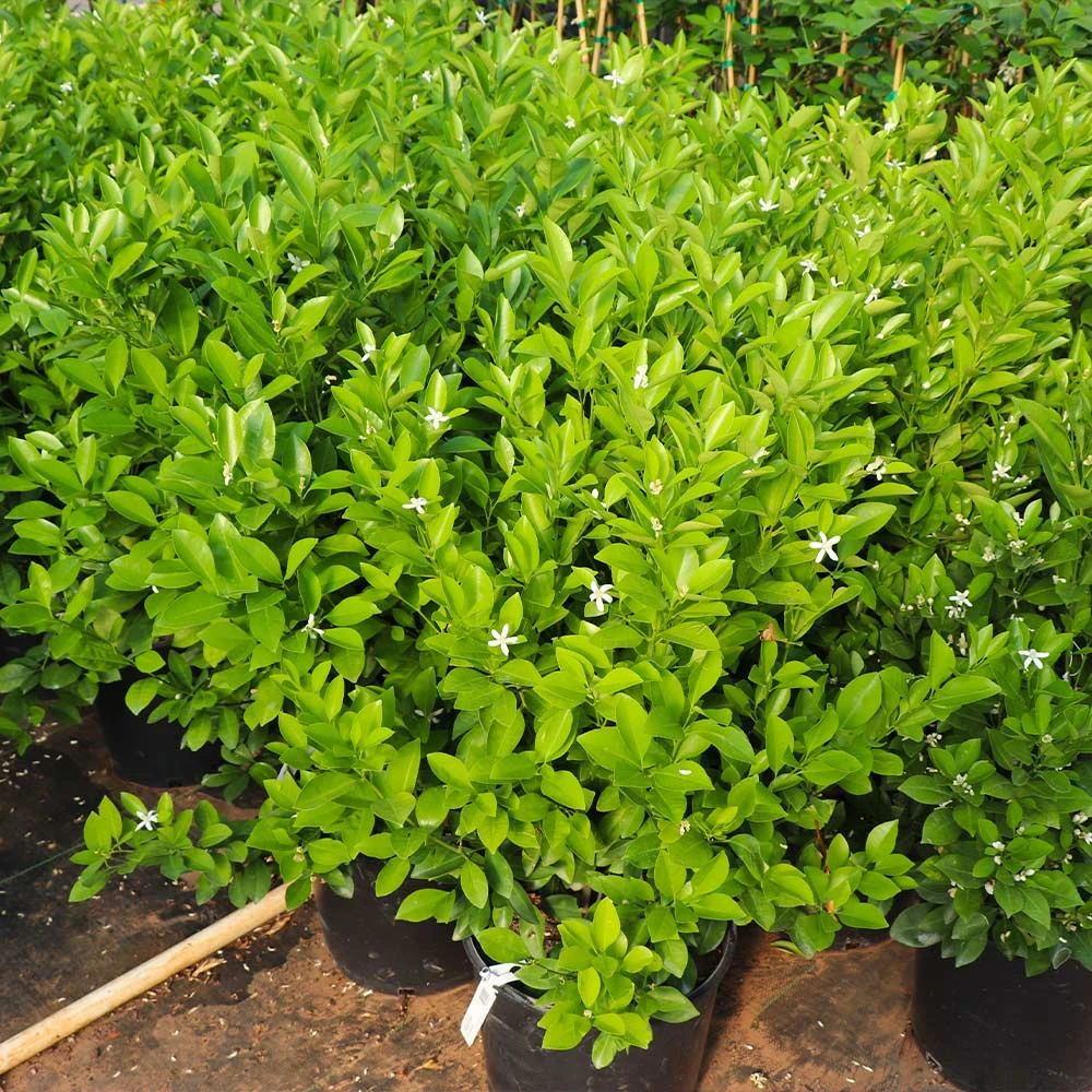 Calamondin Bush 5 Calamondin Bush - Image 5