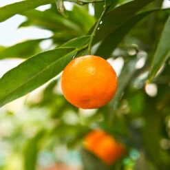California Honey Mandarin Tree -GreenNest Store California Mandarin 3
