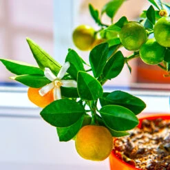 Calamondin Tree -GreenNest Store Calomondin 5