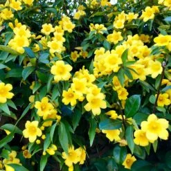 Carolina Jasmine -GreenNest Store Carolina Jessamine Yellow Jasmine 1 FGT