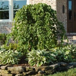 Featured Products -GreenNest Store Cascading Hearts Redbud 1