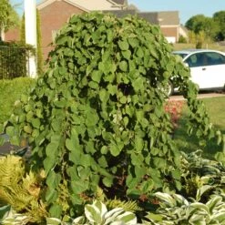 Cascading Hearts Redbud Tree -GreenNest Store Cascading Hearts Redbud 2