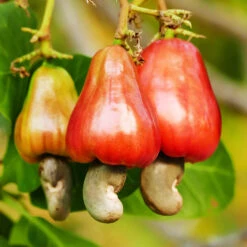 Cashew Tree -GreenNest Store Cashew Nut Tree 7
