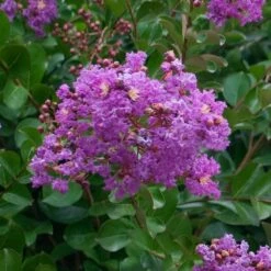 Catawba Crape Myrtle Tree -GreenNest Store Catawba Crape Myrtle 1 FGT