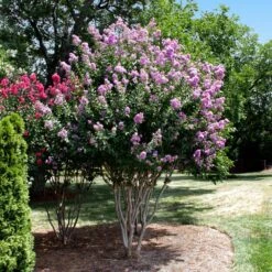 Catawba Crape Myrtle Tree -GreenNest Store Catawba Crape Myrtle 4 FGT
