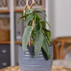 Cebu Blue Pothos -GreenNest Store Cebu Blue Pothos 3