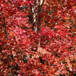 Celebration Maple Tree -GreenNest Store Celebration Maple 2 FGT