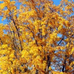 Chandler Walnut Tree -GreenNest Store Chandler Walnut 1