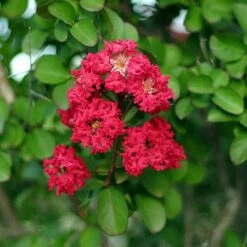 Cherokee Crape Myrtle -GreenNest Store Cherokee Crape Myrtle Closeup D1 450