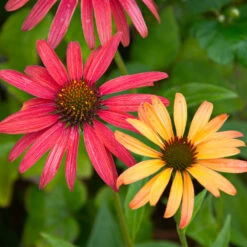 Cheyenne Spirit Echinacea (Coneflower) -GreenNest Store Cheyenne SPirit Coneflower 4