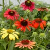 Cheyenne Spirit Echinacea (Coneflower)