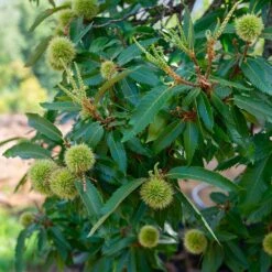 Chinese Chestnut Tree -GreenNest Store Chinese Chestnut 2 FGT
