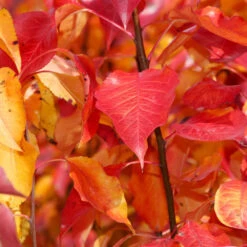 Cleveland Pear Tree 10 Cleveland Pear Tree -GreenNest Store Cleveland Pear 9 FGT