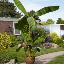 Cold Hardy Banana Tree 11 Cold Hardy Banana Tree -GreenNest Store Cold Hardy Banana Tree 1