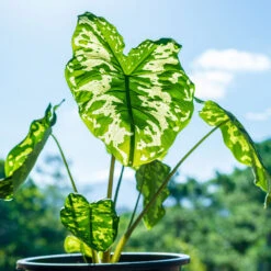 Colocasia 'Hilo Beauty' -GreenNest Store Colocasia Hilo beauty 1