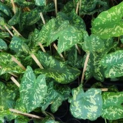 Colocasia 'Hilo Beauty' -GreenNest Store Colocasia Hilo beauty 2