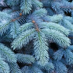 Colorado Blue Spruce Tree 7 Colorado Blue Spruce Tree -GreenNest Store Colorado BLue Spruce 1 FGT