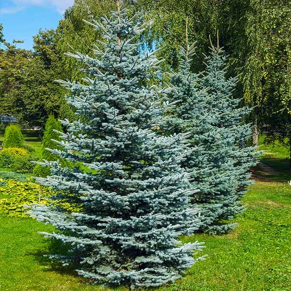 Colorado Blue Spruce Tree 1 Colorado Blue Spruce Tree