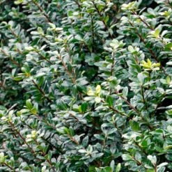 Compacta Japanese Holly Shrub -GreenNest Store Compacta Holly 2