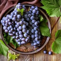 Concord Grape -GreenNest Store Concord Grape 6 FGT